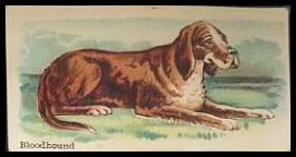 21 Bloodhound